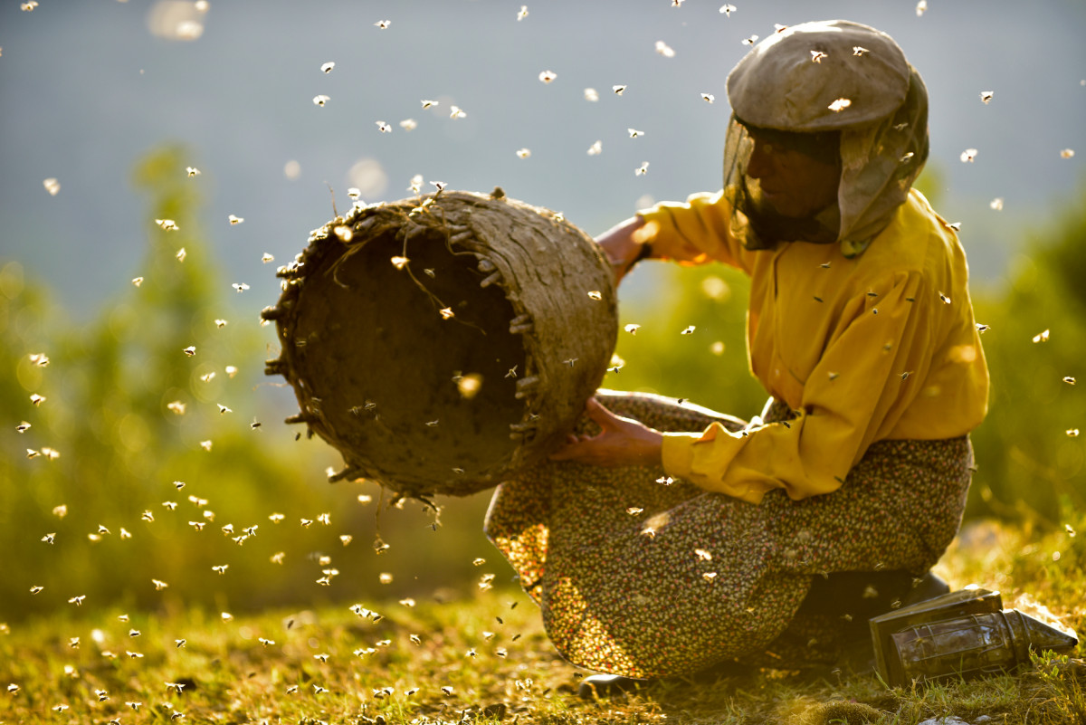HONEYLAND | Land des Honigs © Photo by Ljubo Stefanov