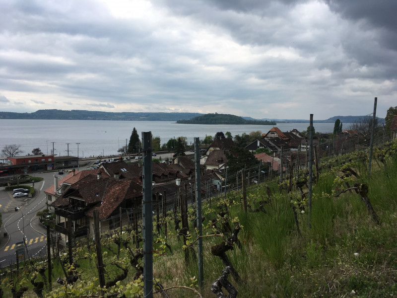 Twann, der Bielersee und die St. Petersinsel