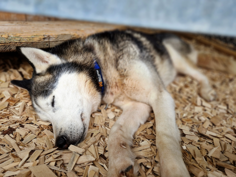 bei den Huskies
