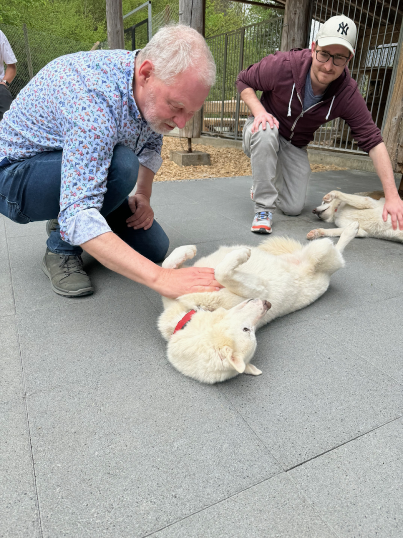 bei den Huskies
