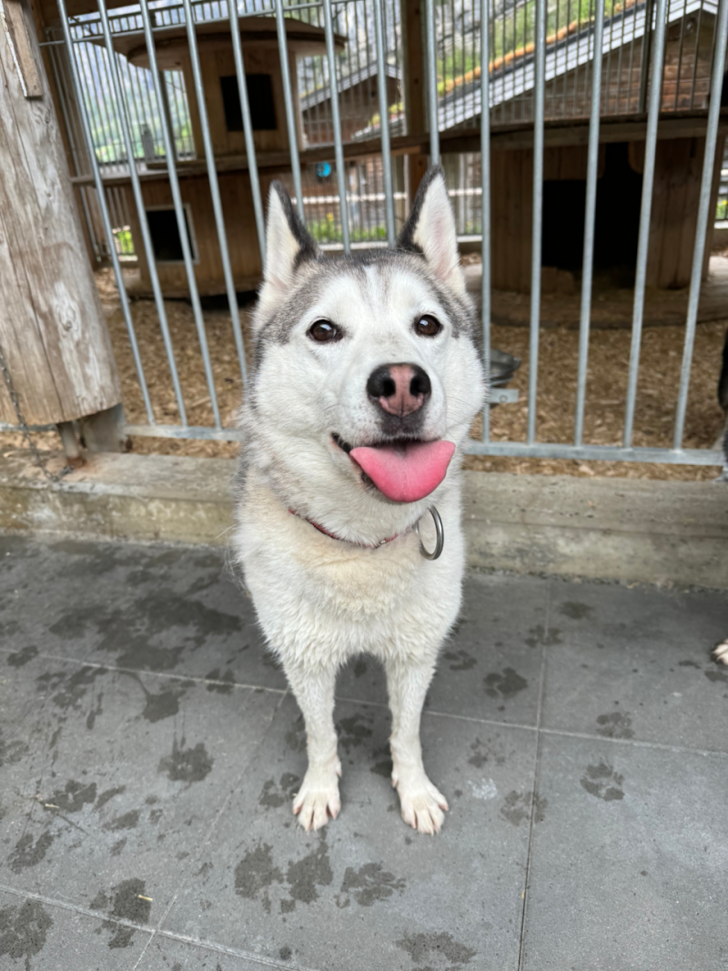 bei den Huskies