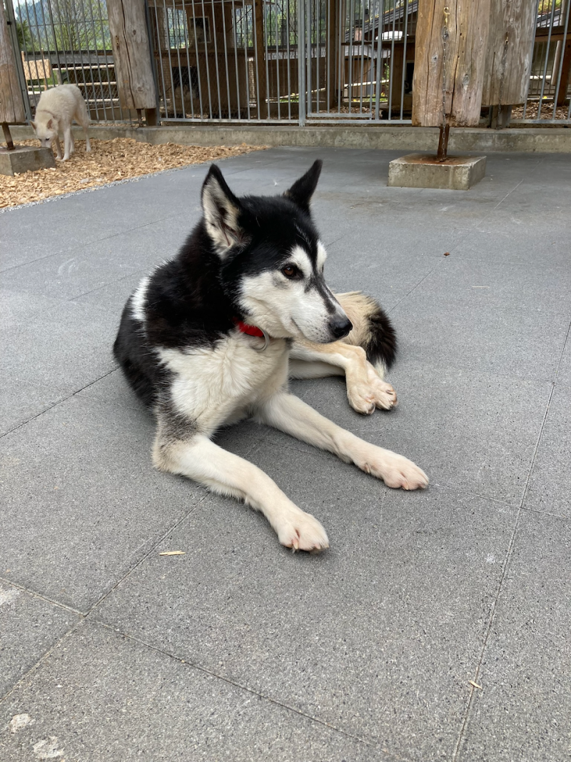 bei den Huskies