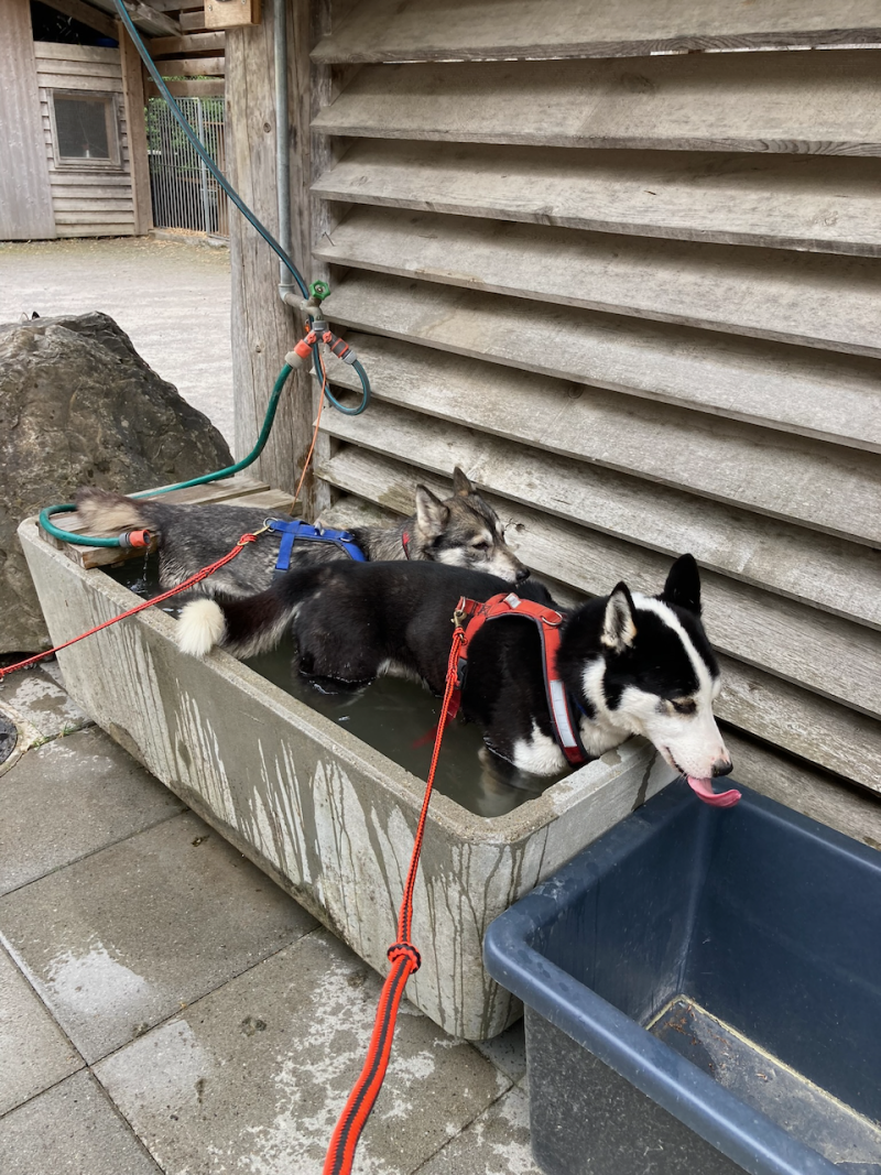 bei den Huskies