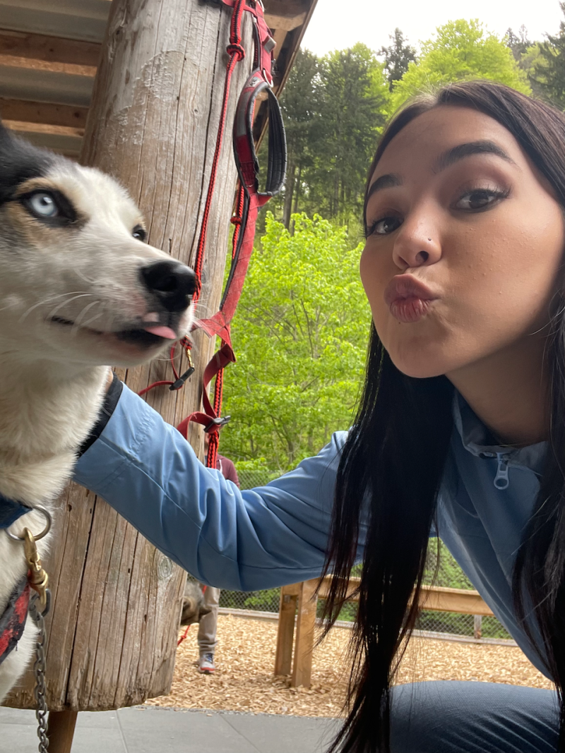 bei den Huskies