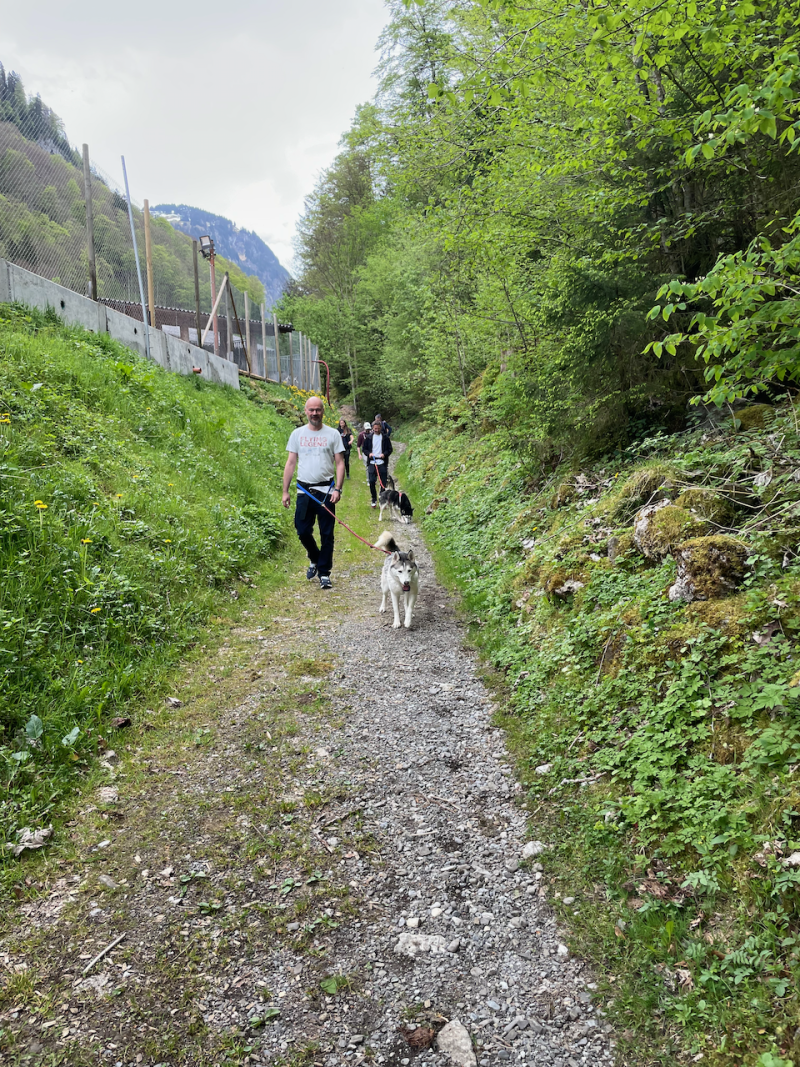 bei den Huskies