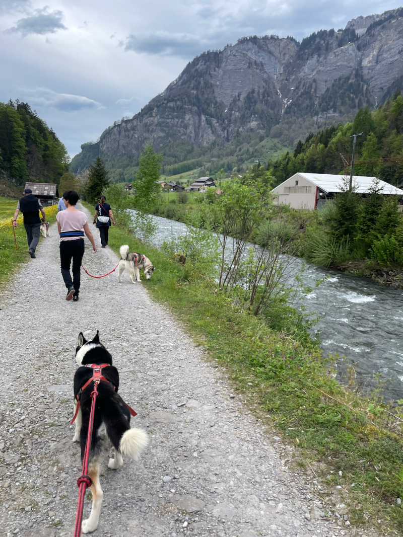 bei den Huskies