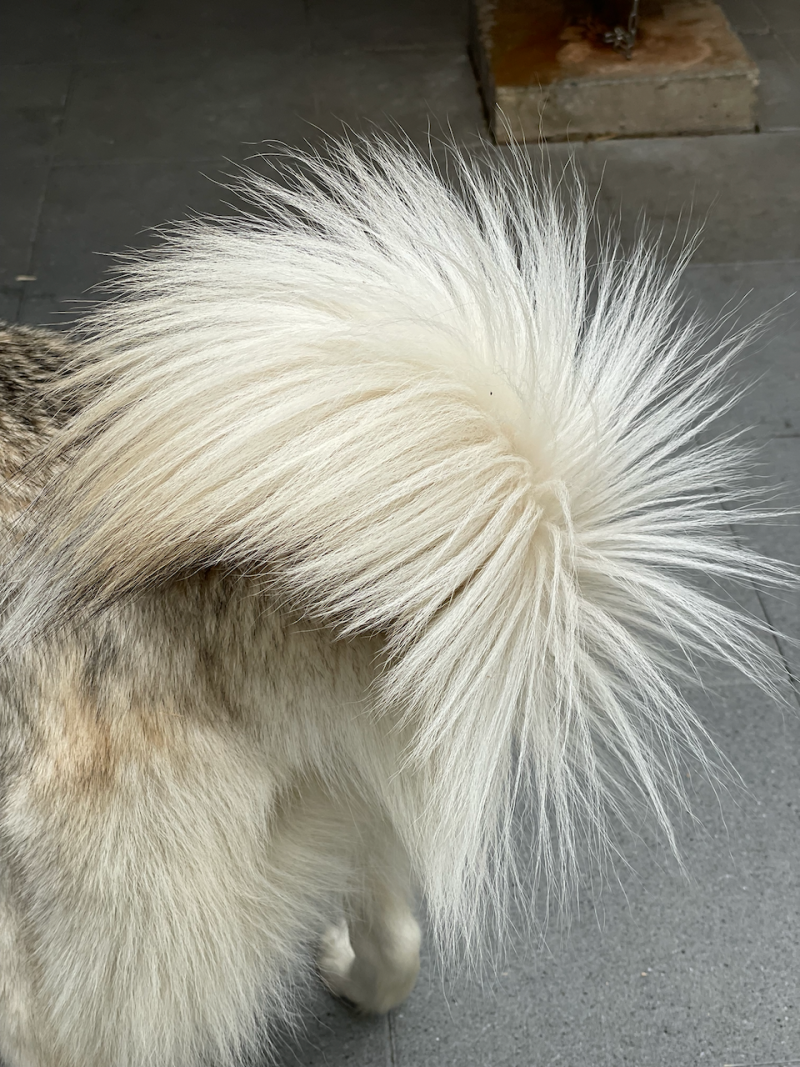 bei den Huskies