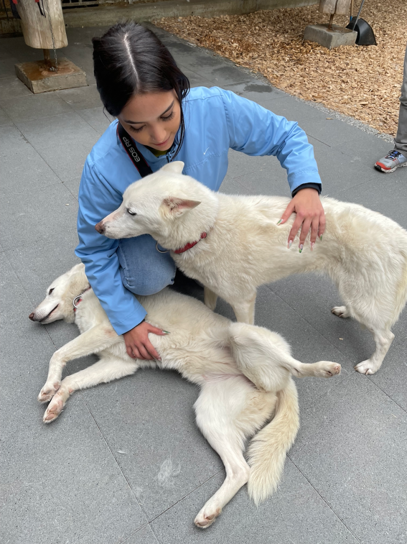 bei den Huskies