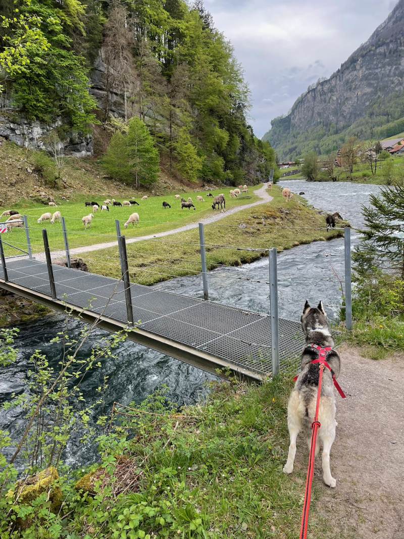 bei den Huskies