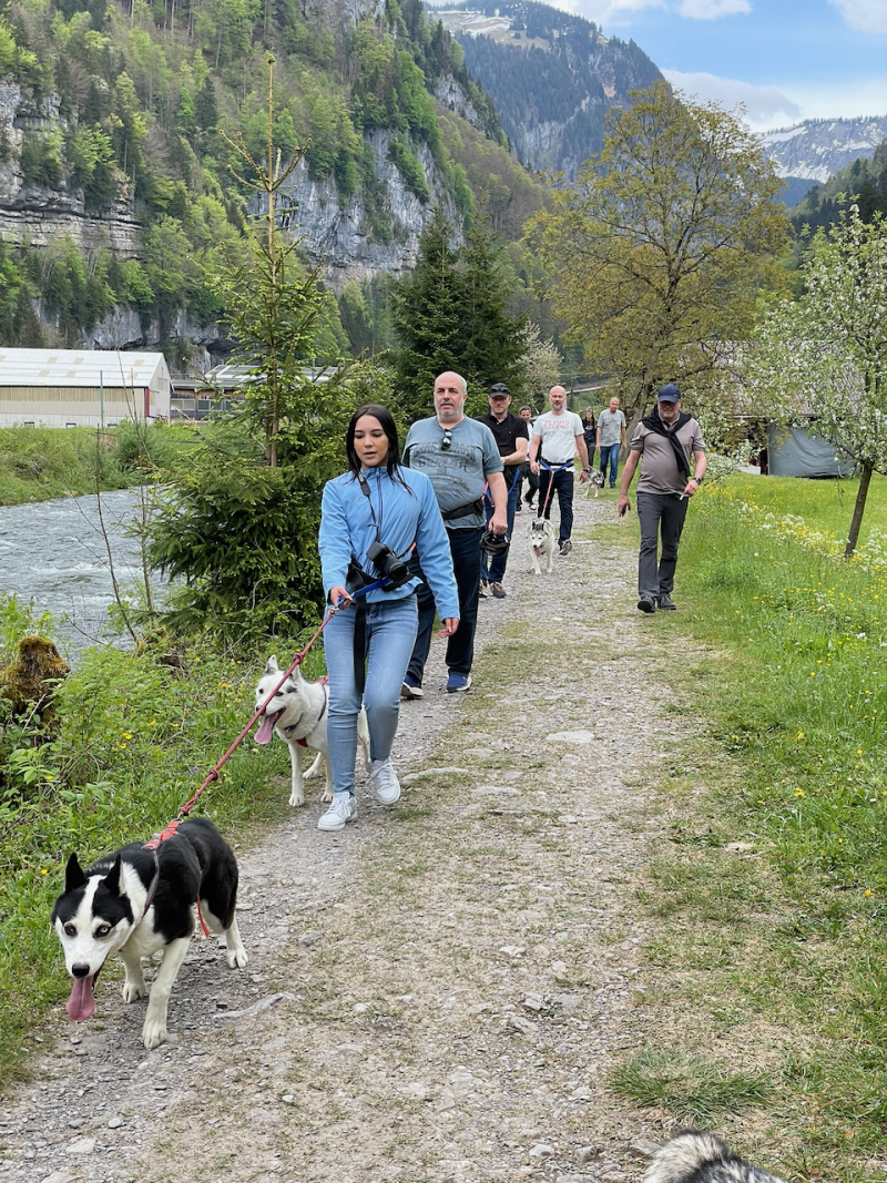 bei den Huskies