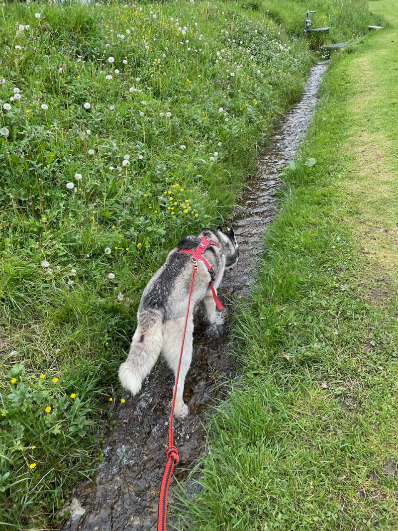 bei den Huskies