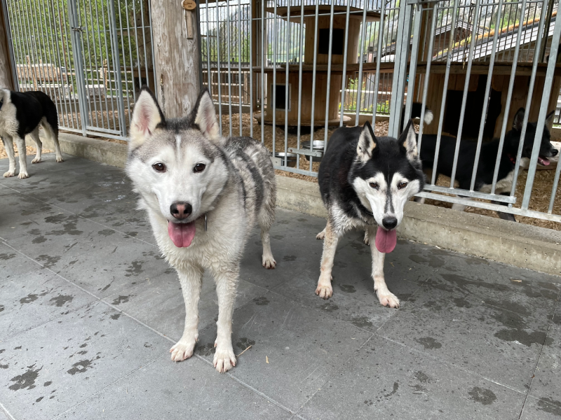bei den Huskies