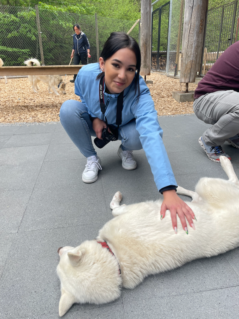 bei den Huskies
