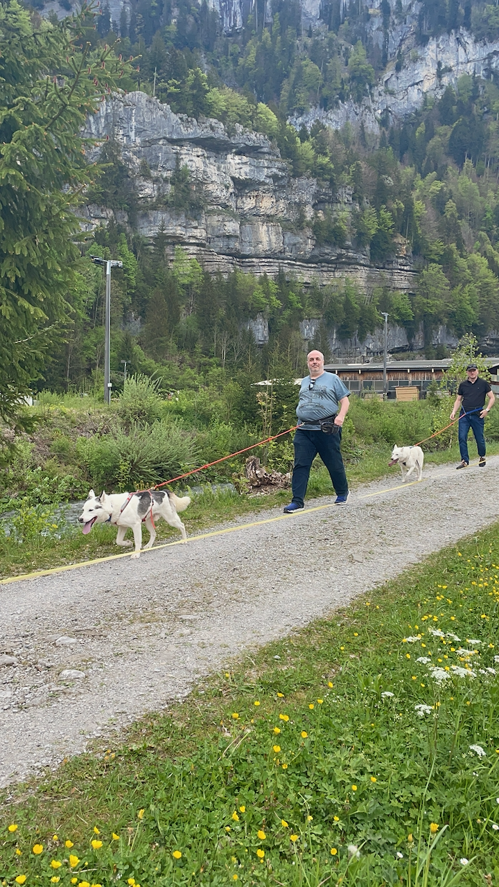 bei den Huskies