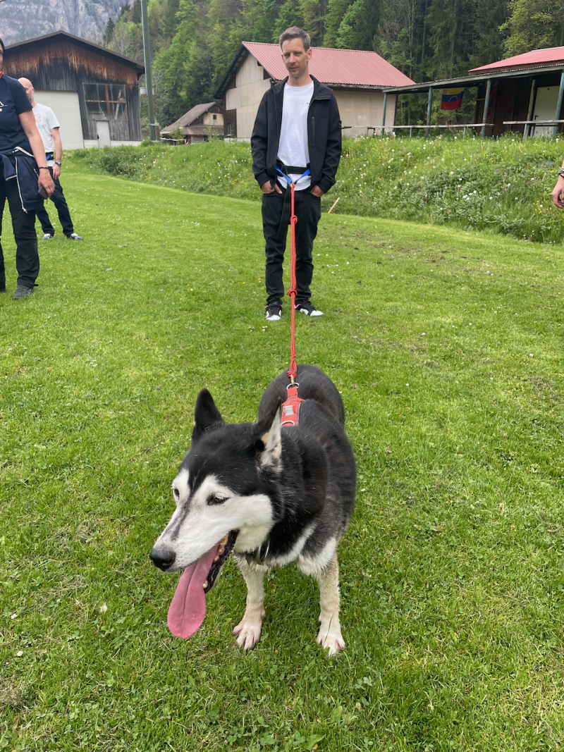 bei den Huskies