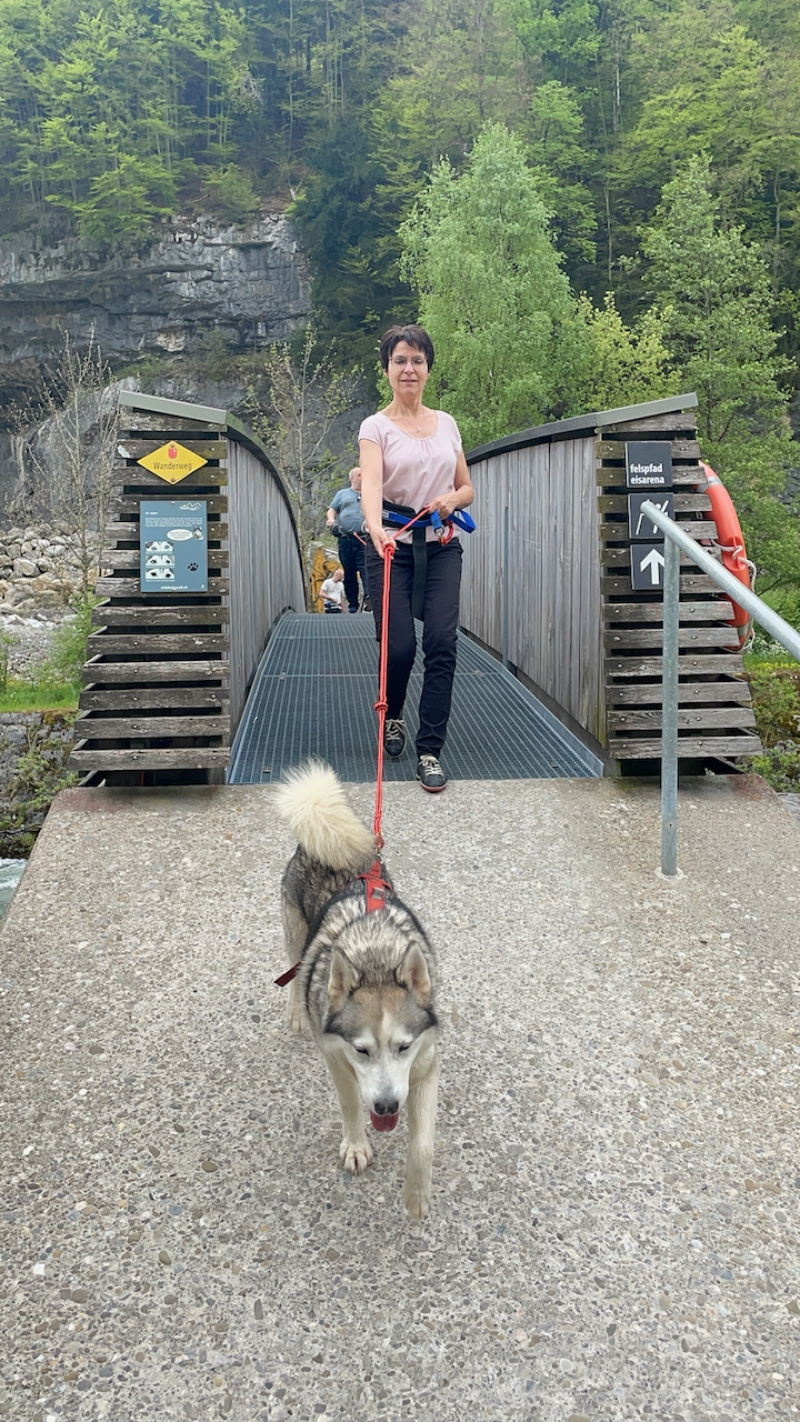 bei den Huskies