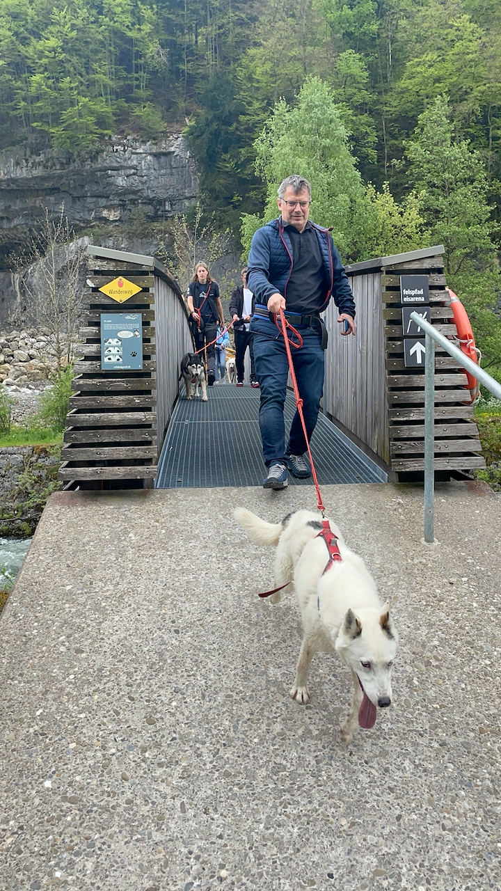 bei den Huskies