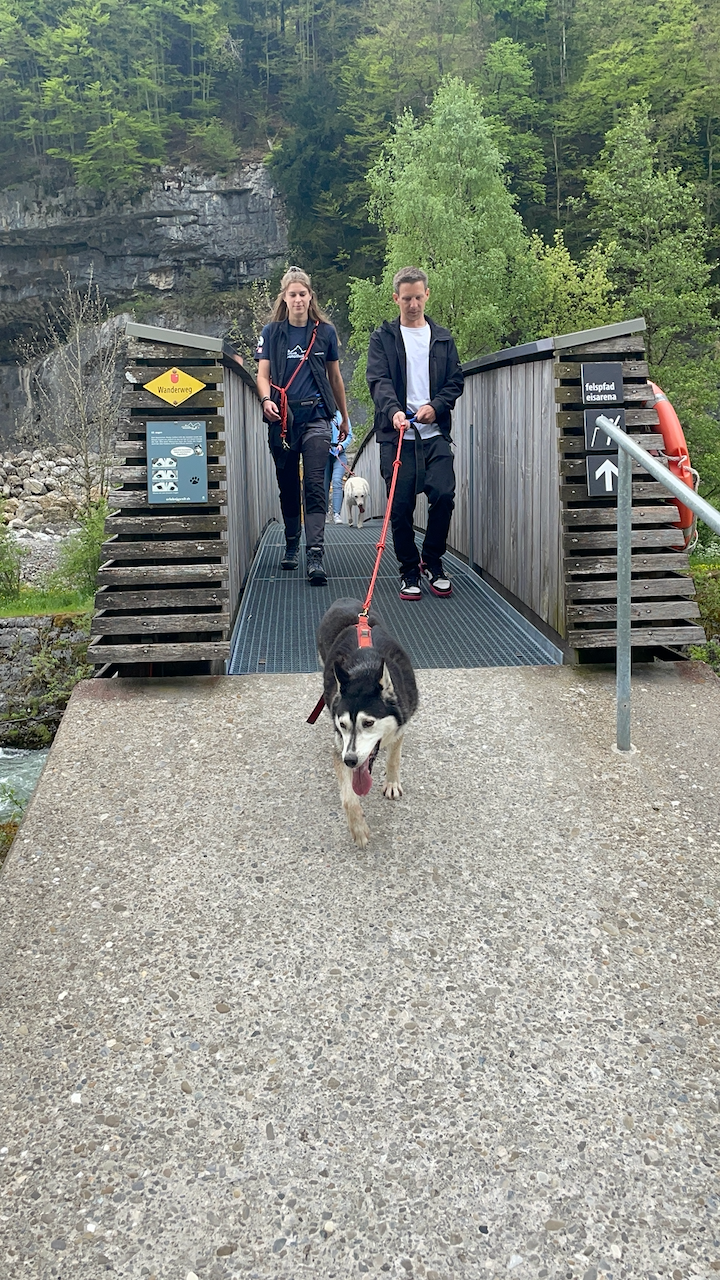 bei den Huskies